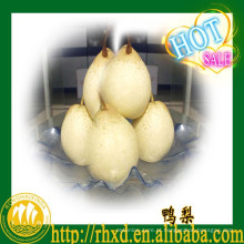 Nova pêra asiática fresca (Fengshui Pear, Singo Pear, Golden Pear)